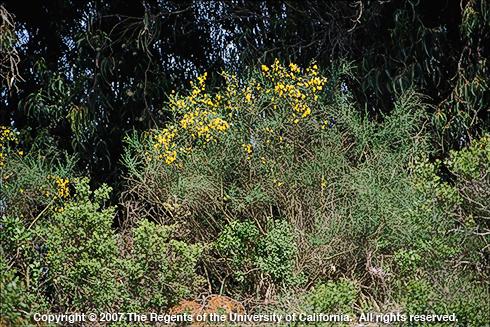 Portuguese broom, <I>Cytisus striatus,</I> plant.  