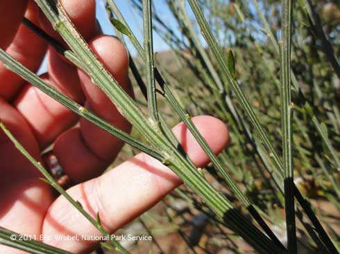 Stem with leaves of Scotch broom, <i>Cytisus scoparius</i>.