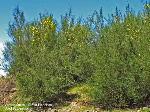 Mature plant of Portuguese broom, <i>Cytisus striatus</i>.