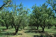 Anthracnose causing shoot dieback and defoliation on almond (left).