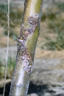 Rough, broken bark caused by Pacific flatheaded borer larvae.