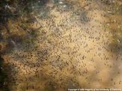 Hundreds of mosquito larvae in a small roadside storm water basin.