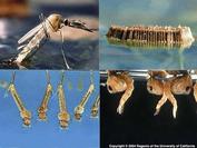 Life cycle of a mosquito showing female laying eggs (upper left), raft of eggs (upper left), larvae (lower Left), and pupae (lower right).