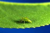 Calocoris norvegicus nymph.