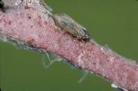 Bluegum psyllid adult