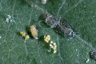 Bluegum psyllid nymphs and eggs