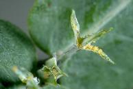 Bluegum psyllid eggs