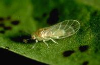 Peppertree psyllid adult