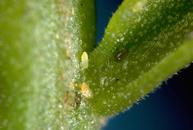 Peppertree psyllid egg