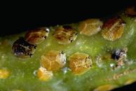 Peppertree psyllid nymphs