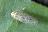 Adult beet leafhopper, Circulifer tenellus