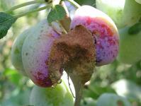 Leaf webbed to the surface of two prunes damaged by an obliquebanded leafroller larva, Choristoneura rosaceana.