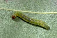 Obliquebanded leafroller larva.