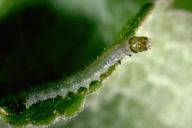 Larva of obliquebanded leafroller.