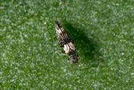 Bean thrips adults