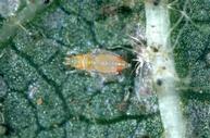 Bean thrips larva