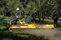 Preparing orchard floor before harvest by cultivation.