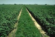 Intercropping of cotton and alfalfa.