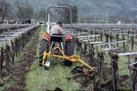 Using a French plow to remove weeds in the vine row.