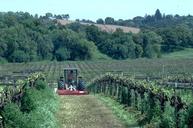 Photo of riparian habitat near vineyards