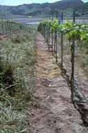 Young vineyard with vine rows that have been cleared by hand.