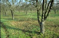 Orchard and dormant branch to be sampled for aphid eggs.