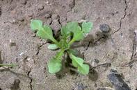 Shepherd's-purse seedling.