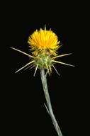 Photo of yellow starthistle