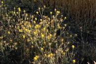 Photo of Yellow Starthistle