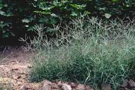 Bermudagrass (Cynodon dactylon).