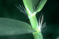 Collar region of bermudagrass.