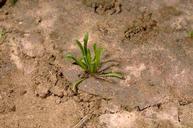 Redmaids (desert rockpurslane) young plant.