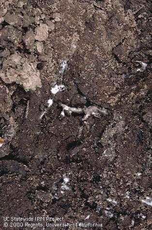 Scattered, white patches of fungal mycelia growing on or in the soil at the base of a tree are characteristic of Dematophora root rot, <i>Rosellinia</i> (=<i>Dematophora</i>) <i>necatrix</i>.