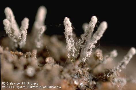 Spore producing structures (coremia) growing from roots with Dematophora root rot, <i>Rosellinia</i> (=<i>Dematophora</i>) <i>necatrix</i>.