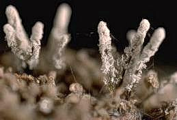 Rosellinia spore-forming structures (magnified) can develop when infected root pieces are sealed in a moist chamber.