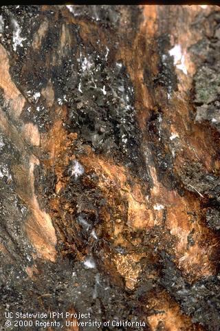 Bark cut off to expose brown, diseased cambium and scattered whitish mycelia of <i>Rosellinia necatrix</i>, the cause of Dematophora root rot, or Rosellinia root rot.