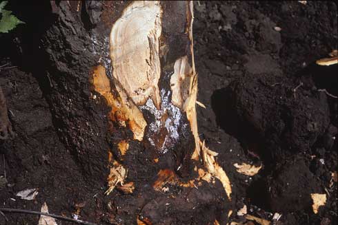 Crown of apple tree with Dematophora root rot, <i>Rosellinia</i> (=<i>Dematophora</i>) <i>necatrix</i>, with bark cut away to expose a canker and white mycelia of the pathogen.