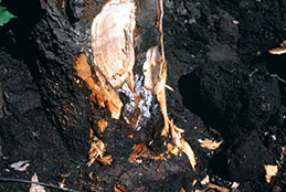 Scattered, whitish mycelia of Rosellinia necatrix on soil at the base of an infected tree.