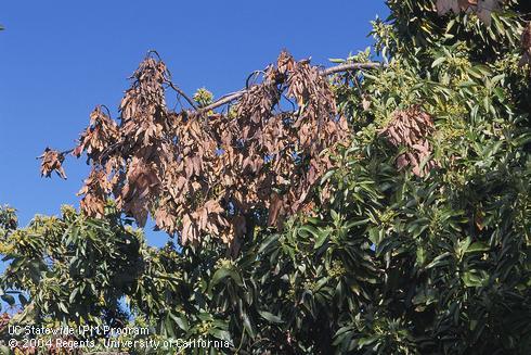 Avocado limb killed by branch canker and dieback, formerly called Dothiorella canker. The disease is caused by <i>Phomopsis</i> (=<i>Diaporthe</i>) species and various fungi in the Botryosphaeriaceae family.