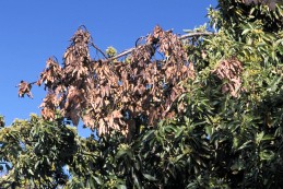 Limb killed by branch canker and dieback.