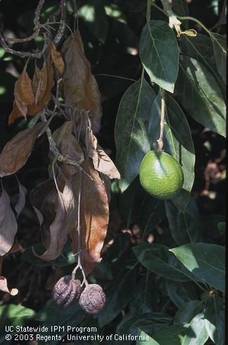 Avocado fruit and foliage killed by Dothiorella canker.