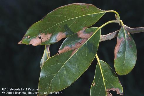 Avocado leaves with brown lesions due to the fungi that cause branch canker and dieback, formerly called Dothiorella canker. The disease is caused by <i>Phomopsis</i> (=<i>Diaporthe</i>) species and various fungi in the Botryosphaeriaceae family.