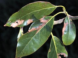 Fungi that cause branch canker and dieback also infect leaves (shown) and fruit.