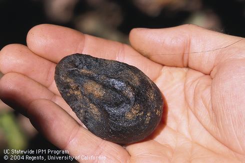 Avocado decayed by Fruit and Stem-end Rot (Dothiorella fruit rot). Note fungal spores visible as a brown discoloration on the fruit.