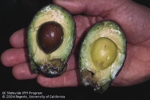 An avocado fruit cut in half showing dark decay with a well-defined margin. Fruit and stem-end rot, caused by various fungi in the Botryosphaeriaceae family and <i>Colletotrichum</i> spp.