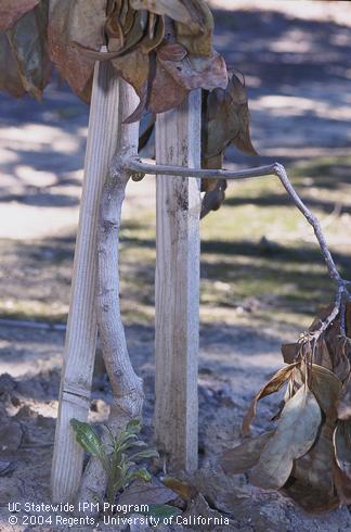 Young avocado tree killed by Dothiorella canker.