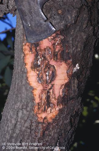 Bark removed from an avocado trunk, revealing diseased wood that is brown, orange, or reddish due to branch canker and dieback, formerly called Dothiorella canker. The disease is caused by <i>Phomopsis</i> (=<i>Diaporthe</i>) species and various fungi in the Botryosphaeriaceae family.