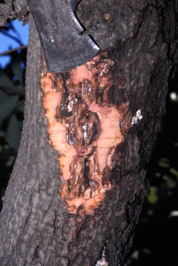 Bark removed revealing brown, orange, and reddish diseased vascular tissue and wood.