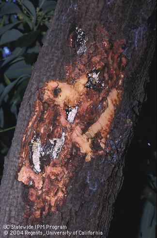 Bark removed to expose a Dothiorella canker on the trunk of an old avocado tree.