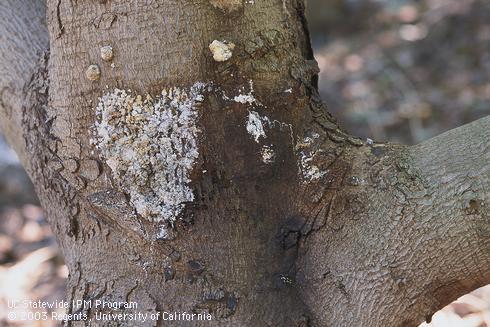 White exudate and dark bark on an avocado trunk with Branch canker and dieback (Dothiorella canker).